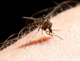 A mosquito drinks blood on human skin.