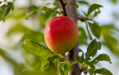 Ripe plum on the branches of a tree.