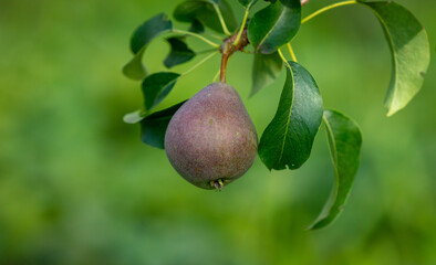 Ripe pears on the branches of a tree.