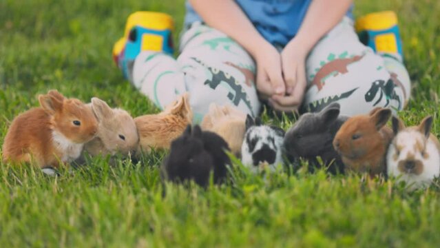 little boy playing with rabbits on the lawn, close-up