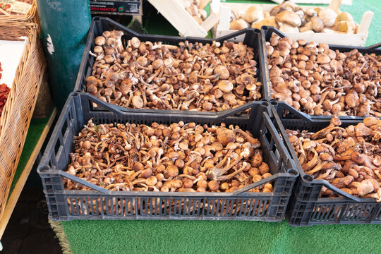 Porcini and chiodini mushrooms harvested and sold at the local market in Rialto, Venice, Italy. Fresh Boletus and Armillaria at the Venetian market.