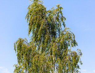 Green birch against the blue sky.