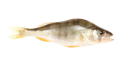 The fish is isolated on a white background.