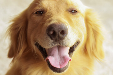 Dog (Golden retriever) having a big smile. Focus on mouth.