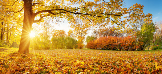 Beautiful view of the meadow with trees on it in autumnal park in the morning.