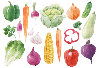 Beautiful set with hand drawn watercolor healthy vegetable food. Cabbage corn broccoli onion zucchini lettuce papper radish illustrations