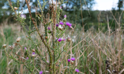 bush of prickly burdock on a sunny day