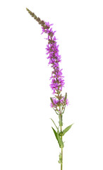 loosestrife flower isolated