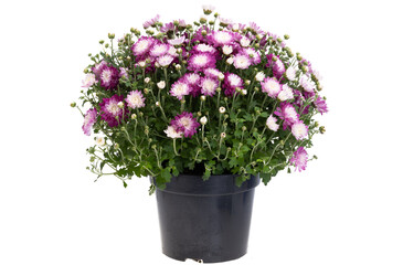 chrysanthemum bush isolated