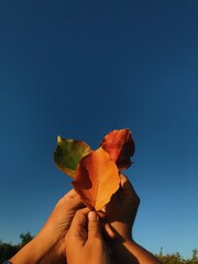 Manos con hojas de otoño