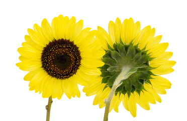 Obraz premium sunflower isolated