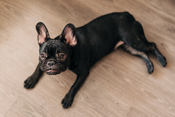Black french bulldog laying the floor and having rest. Tired cute puppy wants to sleep
