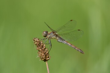 Closeup shot of a dragonfly (Aeshnidae) sitting on a weed