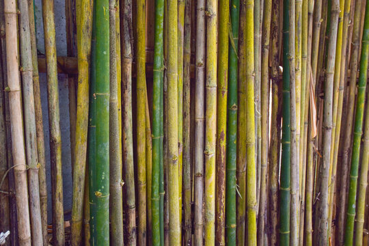Bamboo wall. wall made of thin green bamboo