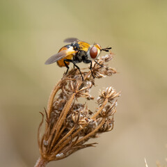 Fly on a dry flower