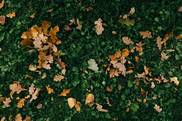 Fallen oak leaves on dark green grass. Autumn leaves on ground