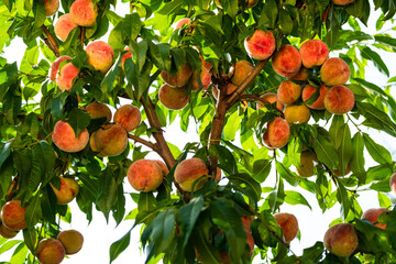 Fresh, ripe peaches on the tree. Rich harvest of peaches. Ripe fruits on the peach tree in the...