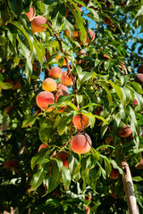 Fresh, ripe peaches on the tree. Rich harvest of peaches. Ripe fruits on the peach tree in the...