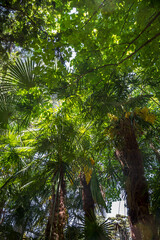 Naklejka premium Tropical rain forest background