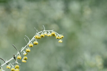 Common wormwood