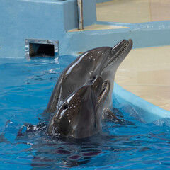 dolphins in the water follow commands