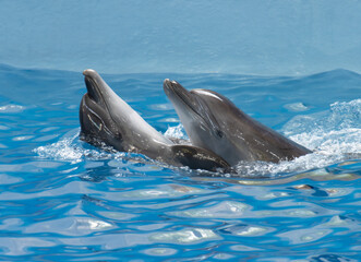 Naklejka premium dolphins in the water follow commands