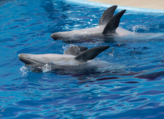 dolphins in the water follow commands