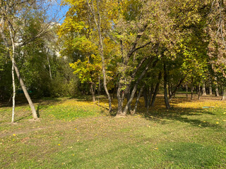 many Yellow  Leafs on Grass at dry sunny fall day