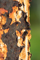Close up of Rusty on surface steel water pipe, Rusty texture, Macro shot and selection focus.