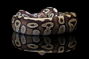 beauty of snake skin pattern and head with black reflection, ball phyton snake, animals closeup