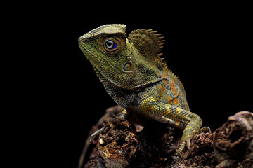 Forest dragon reptile on a branch, Gonocephalus chamaeleontinus, animal closeup