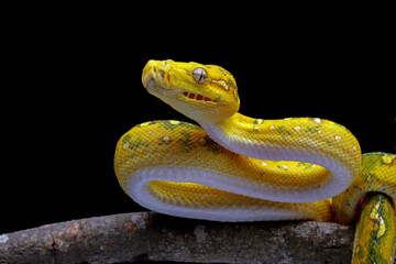 non-venomous snake green tree python on branch with black background, Morelia viridis