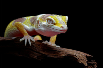 Leopard gecko lizard with unique eyes, reptiles with unique morphemes, eublepharis macularius, animal closeup