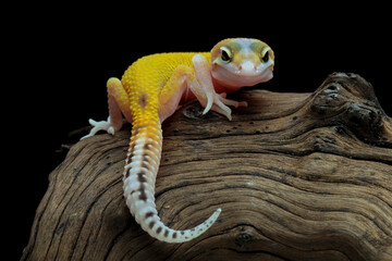 Leopard gecko lizard on wood with black background, full body reptile, eublepharis macularius, animal closeup