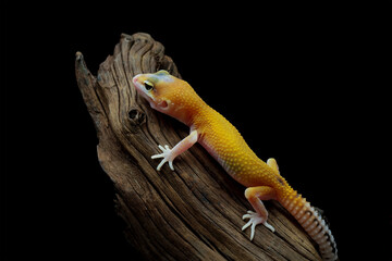 Leopard gecko lizard on wood with black background, full body reptile, eublepharis macularius, animal closeup