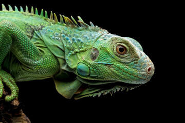 green iguana head and spikes, closeup head of green iguana, animal closeup