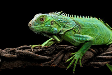 green iguana head and spikes, closeup head of green iguana, animal closeup