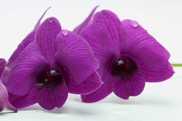Purple orchid flowers on white background.close up