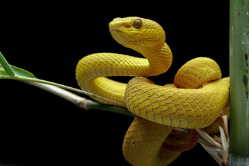 Bamboo twigs are also where this venomous snake is, venomous pit viper in the family viperidae, animal closeup