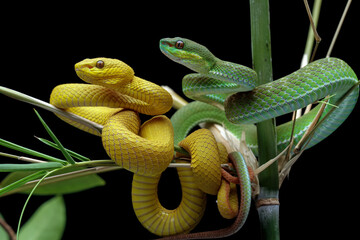 Yellow and green viper snake on branch, venomous pit viper in the family viperidae, animal closeup