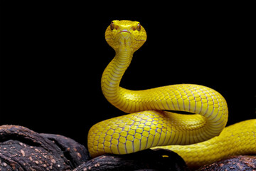 Yellow viper snake on branch, venomous pit viper in the family viperidae, animal closeup