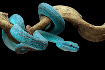 high venomous snake, blue viper snake closeup on branch, blue insularis,Trimeresurus Insularis