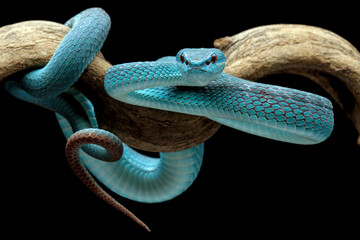 high venomous snake, blue viper snake closeup on branch, blue insularis,Trimeresurus Insularis