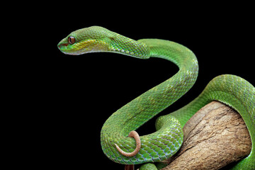 poisonous green snake above the branch, green viper snake on a black background, venomous and poisonous snake, animal closeup