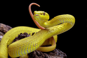 Yellow viper snake on branch, venomous pit viper in the family viperidae, animal closeup
