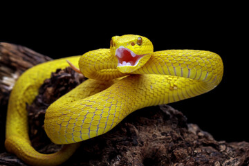 very venomous snake is angry, venomous pit viper in the family viperidae, animal closeup