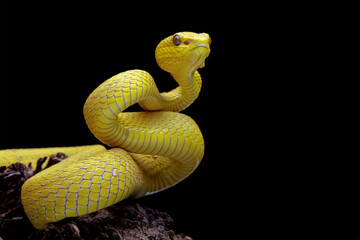 Yellow viper snake on branch, venomous pit viper in the family viperidae, animal closeup