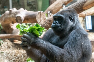 Gorilla eating salad © Tobias Mülli/Wirestock Creators