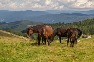 Fototapeta na wymiar Horses at the mountains of Salzburger Land near Sankt Michael im Lungau during summer at skiing area Grosseck Speiereck, Austria, Europe