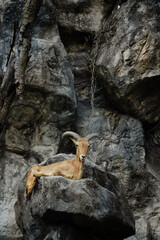An alpine goat descends a cliff of a mountain